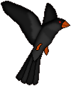 Crow